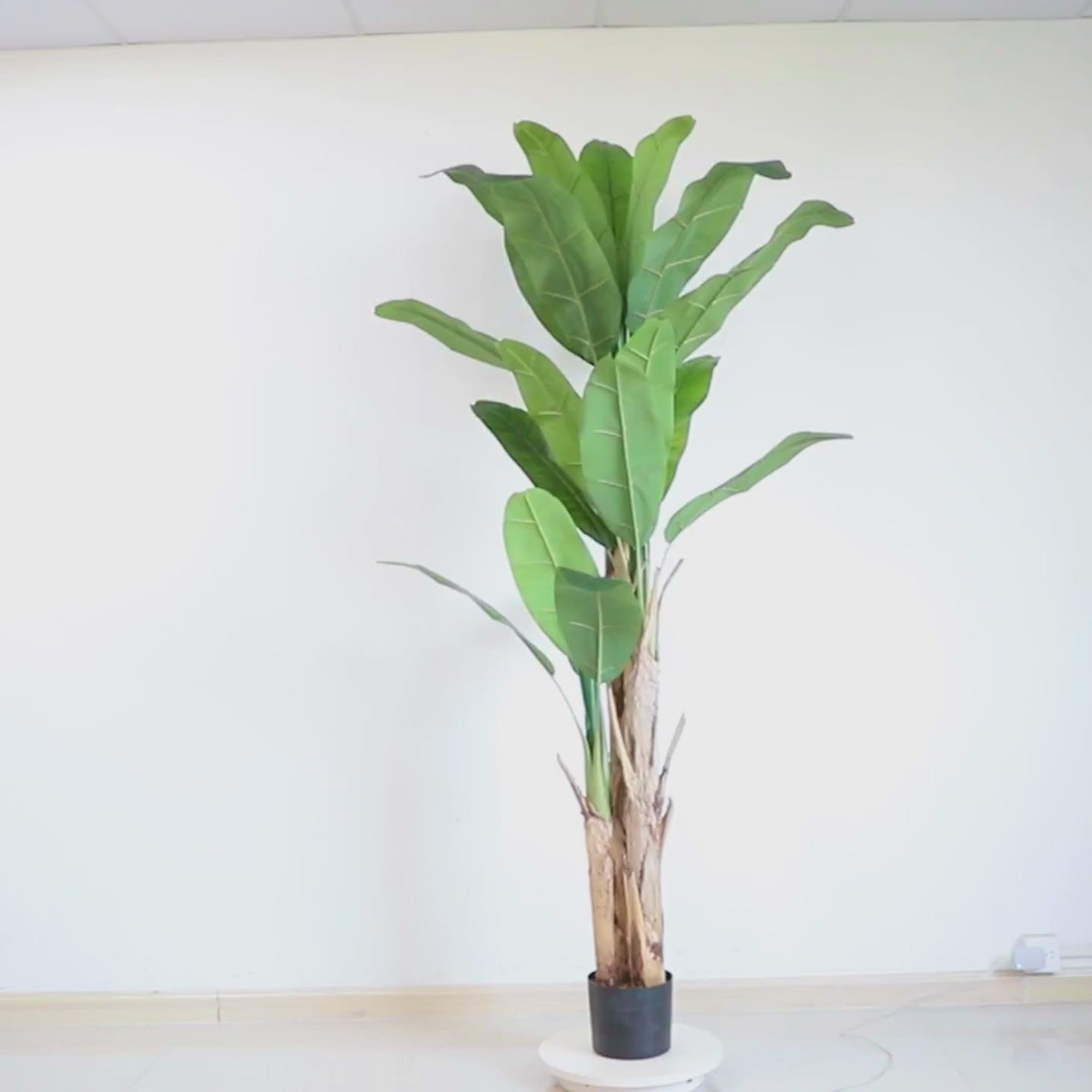 וידאו של עץ בננה מלאכותי ריאליסטי